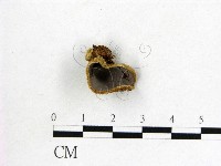 毛木耳藏品圖，第1張