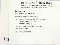 毛木耳藏品圖，第2張