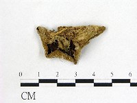 毛木耳藏品圖，第1張