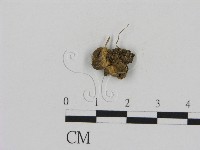 登錄號:F0010820藏品圖，第1張
