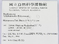 相鄰小孔菌藏品圖，第2張