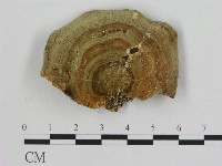 相鄰小孔菌藏品圖，第1張