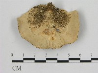 相鄰小孔菌藏品圖，第3張