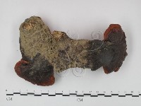 登錄號:F0010822藏品圖，第1張