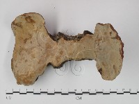 登錄號:F0010822藏品圖，第3張