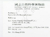 木層孔菌屬藏品圖，第2張