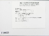 木層孔菌屬藏品圖，第3張