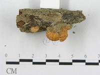 登錄號:F0010824藏品圖，第4張