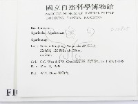 傘菌屬藏品圖，第2張