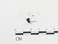 傘菌屬藏品圖，第1張