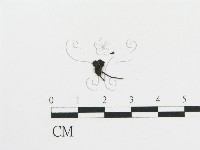 傘菌屬藏品圖，第3張