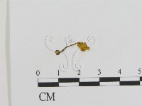 登錄號:F0010827藏品圖，第1張
