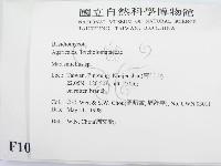 微皮傘屬藏品圖，第2張