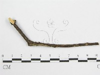 微皮傘屬藏品圖，第3張
