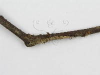 微皮傘屬藏品圖，第4張