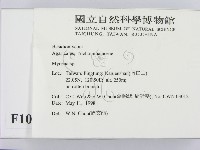 小菇屬藏品圖，第2張