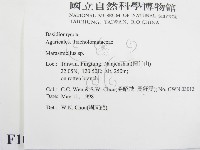 微皮傘屬藏品圖，第2張