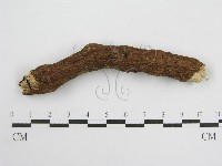 微皮傘屬藏品圖，第4張