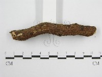 微皮傘屬藏品圖，第5張
