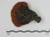 登錄號:F0010832藏品圖，第3張