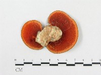 血紅密孔菌藏品圖，第3張
