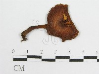 登錄號:F0010834藏品圖，第1張