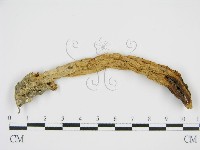 登錄號:F0010835藏品圖，第1張
