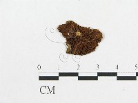 登錄號:F0010836藏品圖，第1張