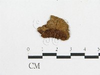 登錄號:F0010836藏品圖，第3張