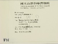 小菇屬藏品圖，第2張
