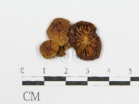登錄號:F0010838藏品圖，第3張