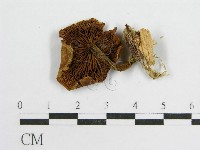 登錄號:F0010839藏品圖，第3張