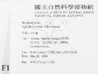 多孔菌屬藏品圖，第2張