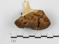 多孔菌屬藏品圖，第3張