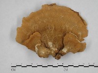 登錄號:F0010845藏品圖，第1張