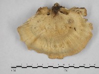 登錄號:F0010845藏品圖，第3張
