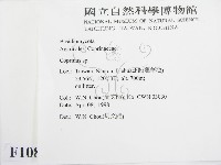鬼傘屬藏品圖，第2張
