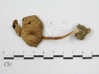 鬼傘屬藏品圖，第3張