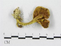登錄號:F0010848藏品圖，第1張