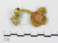 登錄號:F0010848藏品圖，第3張