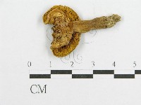 登錄號:F0010849藏品圖，第1張