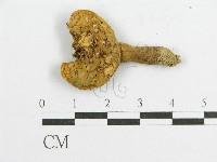 登錄號:F0010849藏品圖，第3張