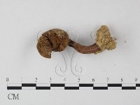 登錄號:F0010850藏品圖，第1張