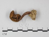 登錄號:F0010850藏品圖，第3張