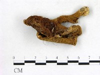 登錄號:F0010852藏品圖，第3張