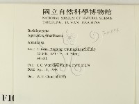 鵝膏屬藏品圖，第2張
