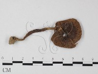 鵝膏屬藏品圖，第1張