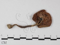鵝膏屬藏品圖，第3張