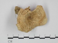 登錄號:F0010855藏品圖，第1張