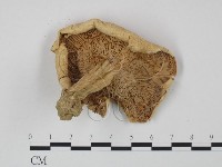 登錄號:F0010855藏品圖，第3張